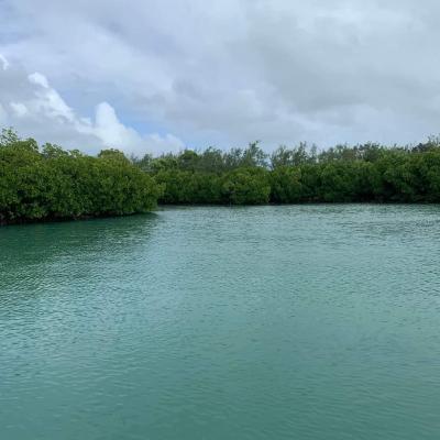 Grand bleu patrick karia Mangrove Poudre d'Or