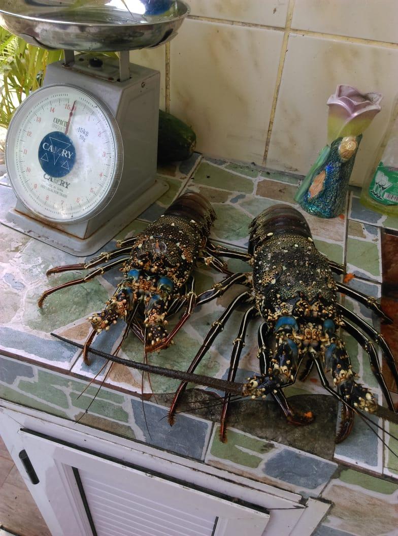 Langoustes 1